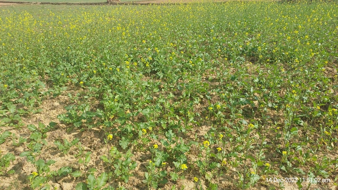 गिरिडीह : रबी फसल के लिए वरदान साबित हो रही बारिश