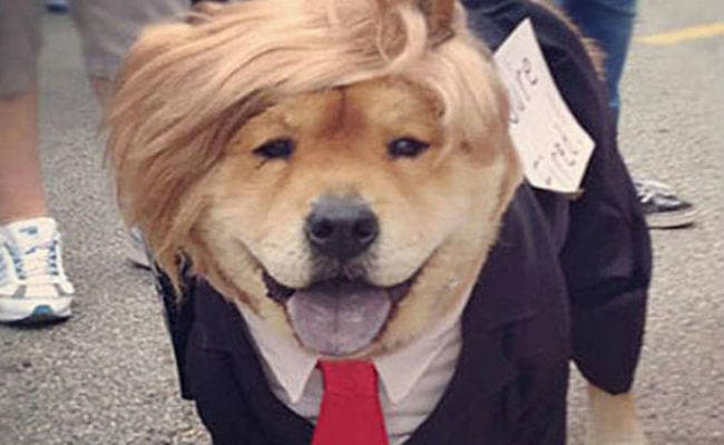 डोनाल्‍ड ट्रंप जैसी परिधान वाले कुत्ते ने लंदन में जीती प्रतियोगिता