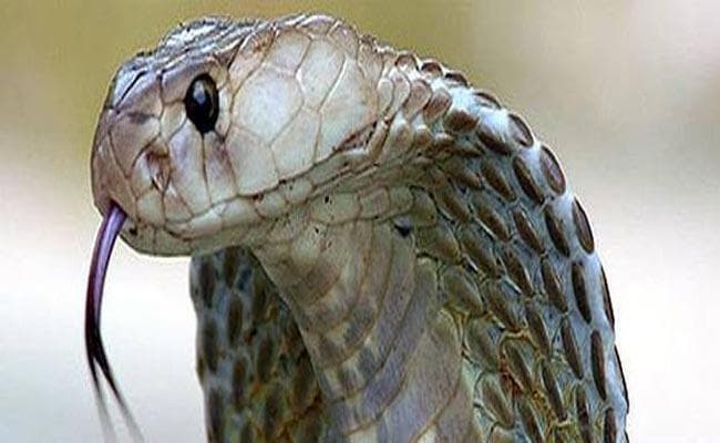 सिलीगुड़ी के होटल से 200 करोड़ का सांप का जहर बरामद