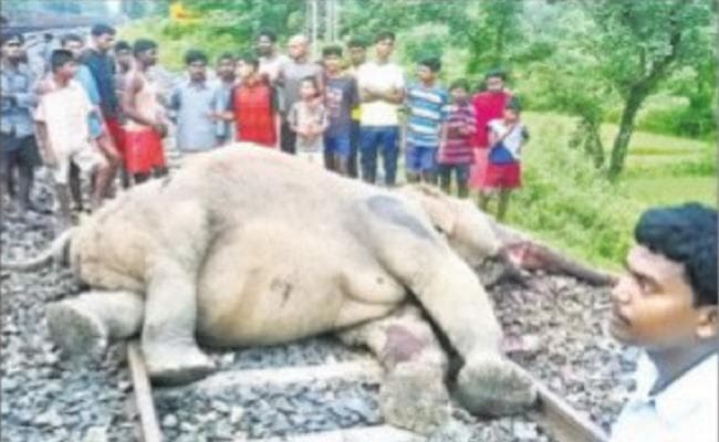 मूरी-रांची रेलखंड पर ट्रेन से टकरा कर हाथी और उसके बच्चे की मौत, कई ट्रेनें लेट