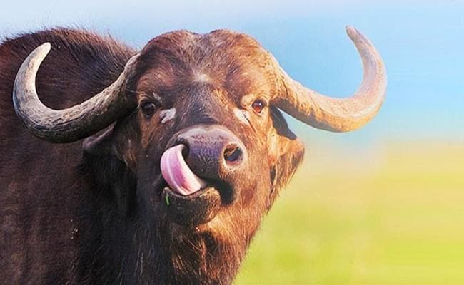 यूपी पुलिस को नहीं छूट रहा भैंसों से पीछा, आजम खान के बाद भाजपा विधायक के पिता ने दर्ज करायी प्राथमिकी