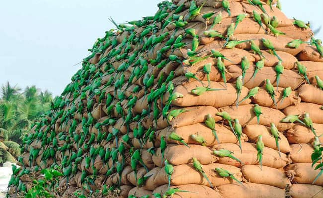 नशेड़ी तोते अफीम की फसल को कर रहे बर्बाद, किसान परेशान