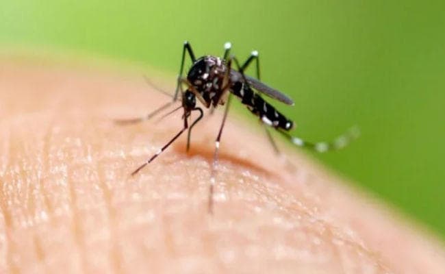 पटना : अभी एक माह और डेंगू का खतरा, 39 नये मरीज मिले, करें ये उपाय ताकि मच्छर पैदा न हों