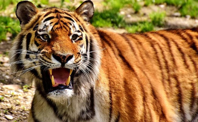 Research : कम हो रही है बाघों की संख्या, केवल छह उपप्रजातियां शेष