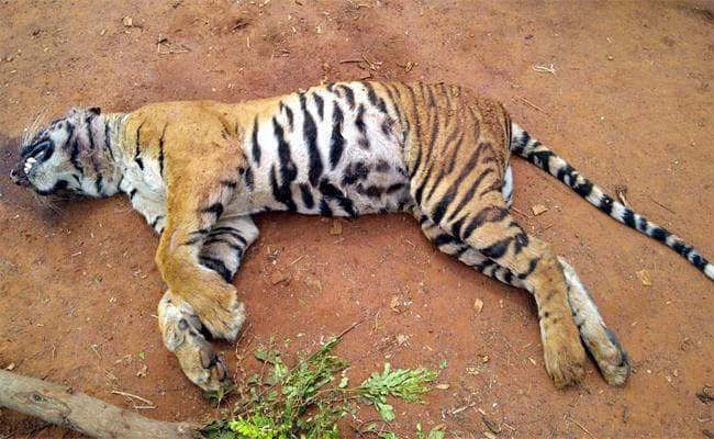 बंगाल सफारी के लाडले ‘इका’ की हुई मौत