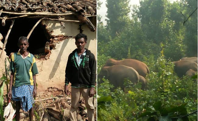 बड़कागांव : घरों में सो रहे थे लोग, रात 2 बजे हाथियों ने किया हमला, कई घर ध्‍वस्‍त, लाखों की फसल बर्बाद