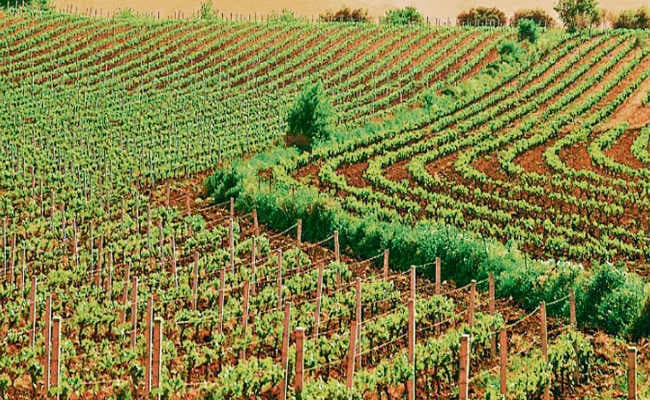 कृषि उत्पादन में बेहतर कर रहा झारखंड