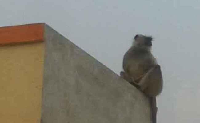 बंदर छज्जे पर कूदा और कुछ इस तरह चली गयी महिला की जान, पढ़ें