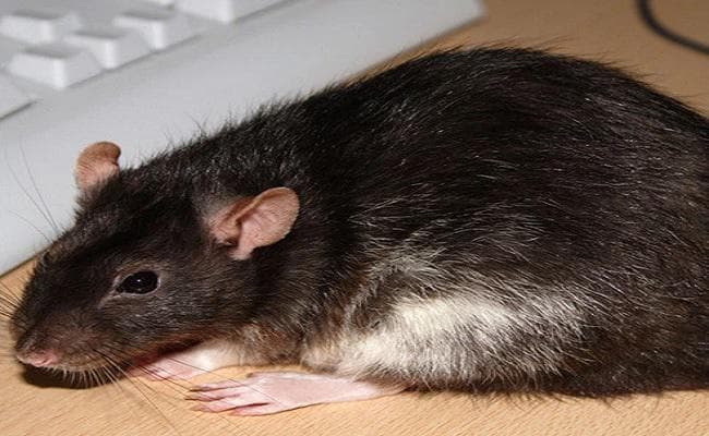 देर रात बैंक में घुसकर चूहे ने कर दिया यह काम... पुलिस के उड़े होश