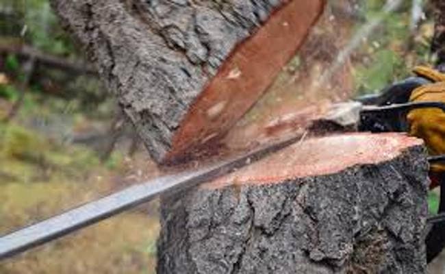 काला हिरण का शिकार ही नहीं, पेड़ काटना भी है बड़ा गुनाह, काम्बले को जाना होगा जेल