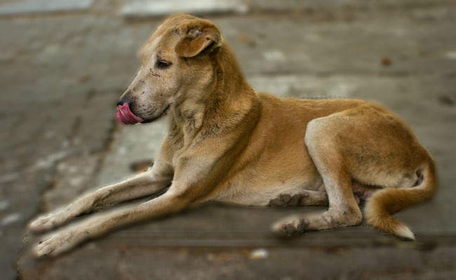 कुत्ते पकड़ने के लिए मथुरा से बुलायी गयी टीम