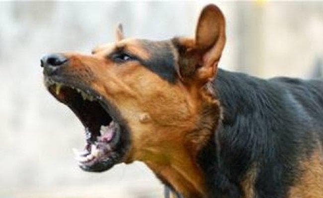 खूंखार कुत्तों का आतंक : हिंसक व्यवहार के कारणों का विश्लेषण करेगी टीम, बनेगा निगरानी दल खूंखार कुत्तों का आतंक : हिंसक व्यवहार के कारणों का विश्लेषण करेगी टीम, बनेगा निगरानी दल
