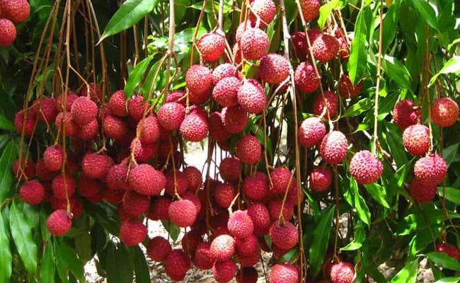 दो लीची तोड़ने की मासूज को मिली ऐसी सजा कि पूरा गांव ही सकते में आ गया