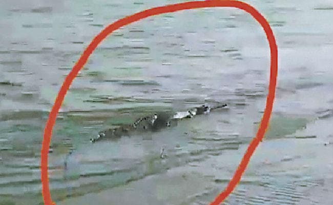 पटना कॉलेज घाट पर आया मगरमच्छ !