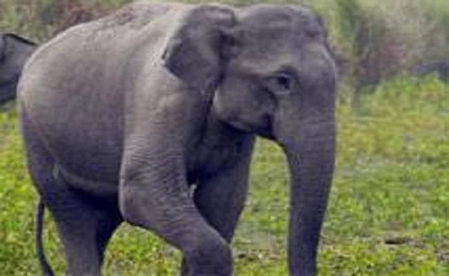 जहर देकर हाथी को मार डाला, जांच में जुटी पुलिस