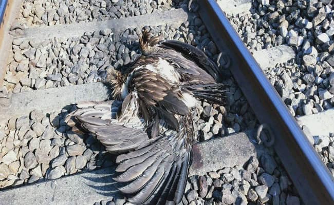 पश्चिम बंगाल : ट्रेन से कटकर विलुप्तप्राय 8 गिद्धों की मौत, वन विभाग ने रेलवे के खिलाफ खोला मोर्चा