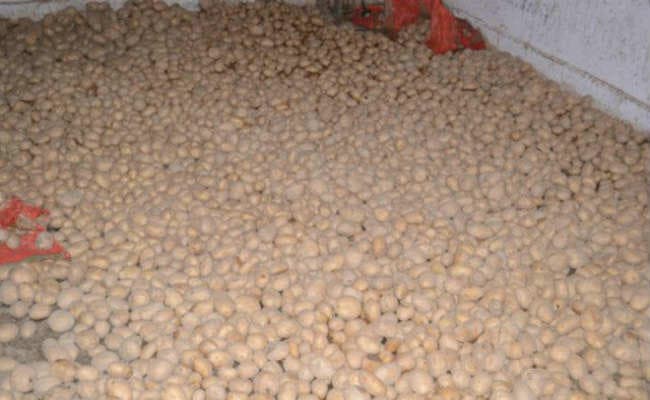 कोलकाता :  साढ़े पांच रुपये प्रति किलो की दर से आलू खरीदेगी सरकार