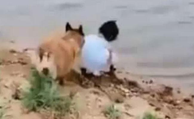 नदी किनारे बैठी थी बच्‍ची, तभी उसके डॉगी ने किया कुछ ऐसा... सेलीब्रिटी ने शेयर किया ये वीडियो