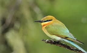 कुलिक पक्षी निवास में अब तक नहीं पहुंचे विदेशी मेहमान