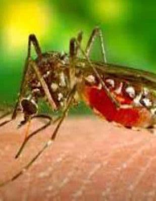 पाकुड़ : अमड़ापाड़ा प्रखंड क्षेत्र में मलेरिया के 21 मरीजों की हुई पहचान