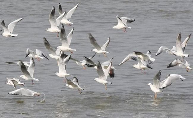 विदेशी मेहमानों को बिहार सरकार का गिफ्ट, ‘बर्ड रिंगिंग स्टेशन’ के लिए MoU