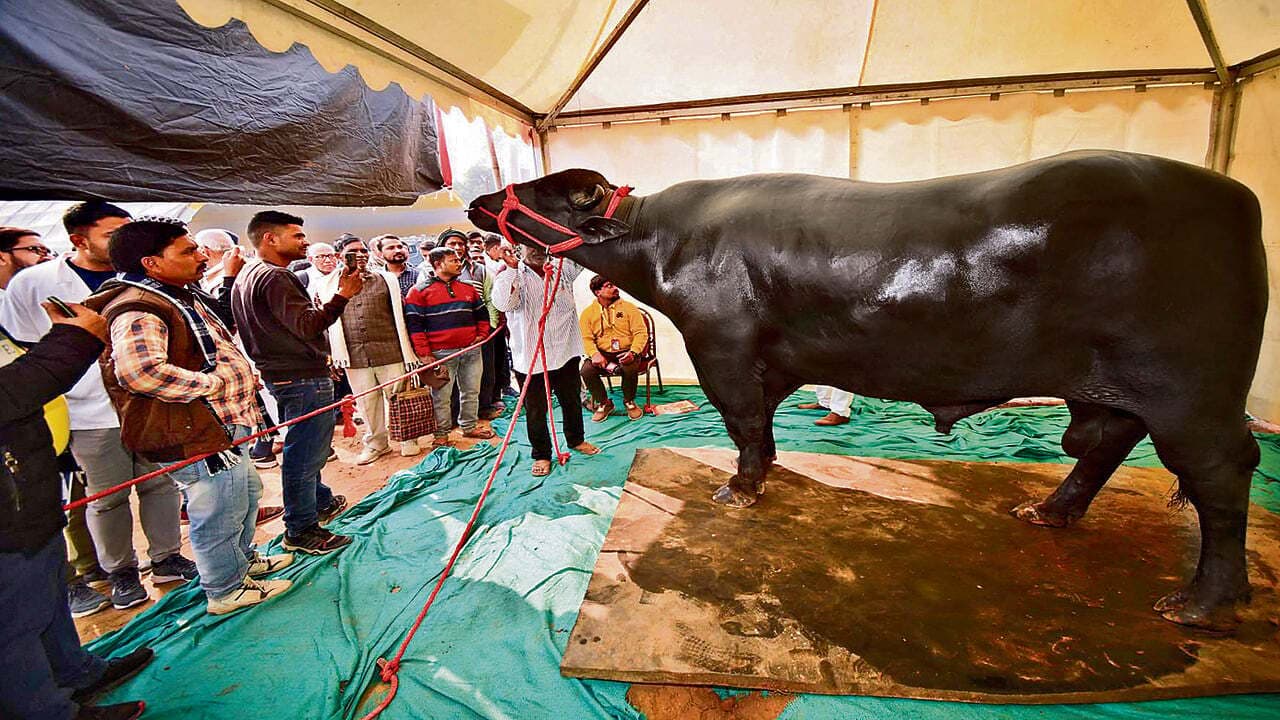 PHOTOS: 10 करोड़ के भैंसे को देखने पहुंचे नीतीश-तेजस्वी, घोलू से हो चुके हैं 30 हजार से अधिक बच्चे