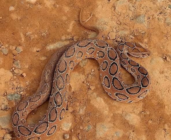 बोकारो : सांप के काटने से कई लोगों की गयी जान, प्रखंड स्तर पर नहीं है इलाज