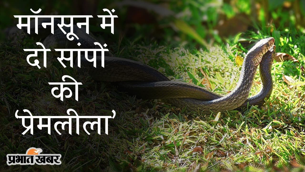 मॉनसून में दो सांपों की ‘प्रेमलीला’, हजारीबाग से सामने आया अद्भुत VIDEO, आपने देखा क्या?