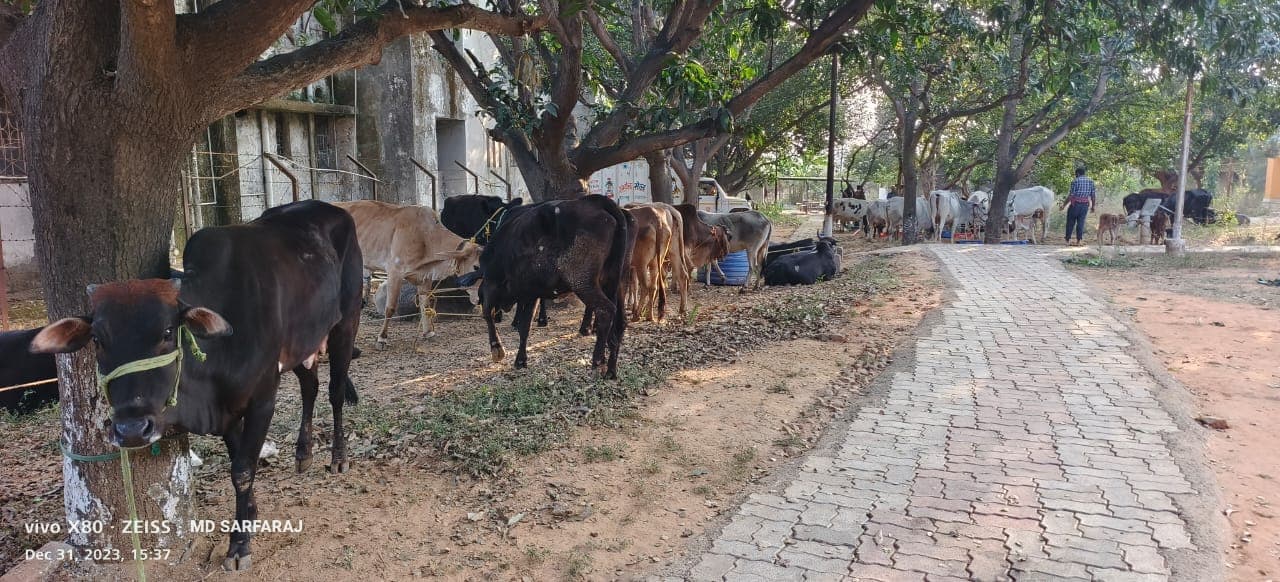 गिरिडीह : अहिल्यापुर में पशु लदे 11 वाहन पकड़ाये, 72 मवेशी बरामद, बिहार से धनबाद की ओर जा रहा था वाहन