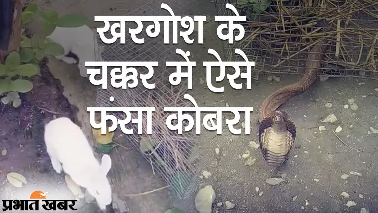 Cobra VS Rabbit Fight: खरगोश के चक्कर में ऐसे फंसा किंग कोबरा, बड़ी मशक्कत के बाद बची जान
