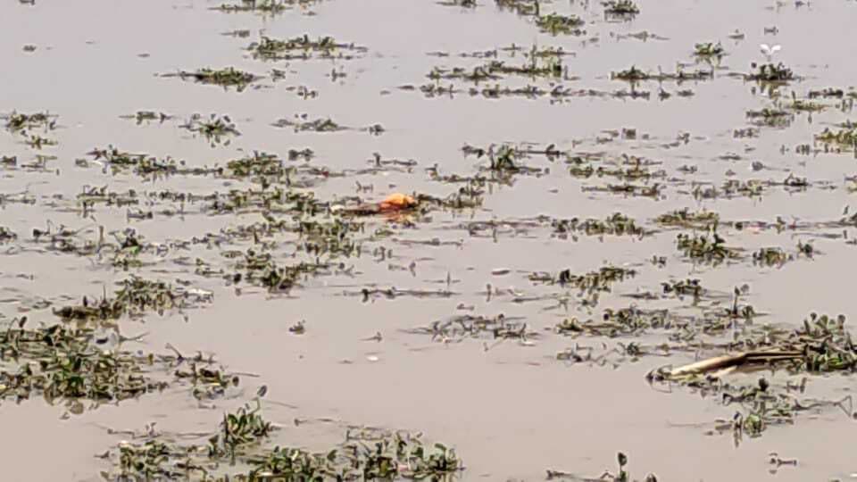 कोरोना की दूसरी लहर के दौरान कितने  शव गंगा में फेंके गये इसका कोई आंकड़ा उपलब्ध नहीं : केंद्र सरकार