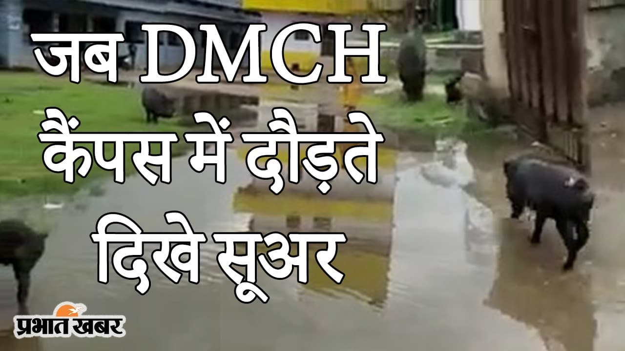 जब DMCH कैंपस में दौड़ते दिखे सूअर, कोरोना वायरस संकट से जूझ रहे अस्पताल प्रशासन की खुली पोल
