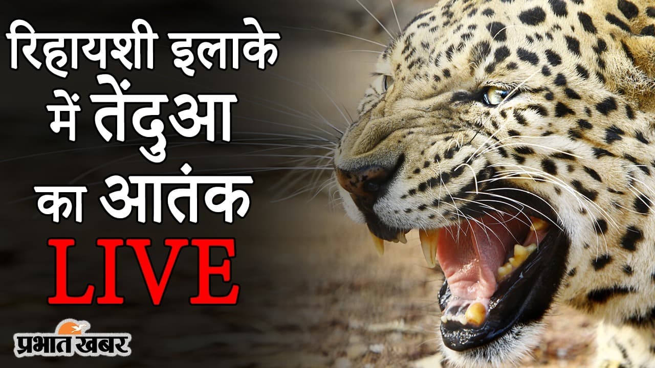 VIDEO: बंगाल के सिलीगुड़ी के रिहायशी इलाके में तेंदुए का आतंक, काफी मशक्कत के बाद बचाने में मिली सफलता