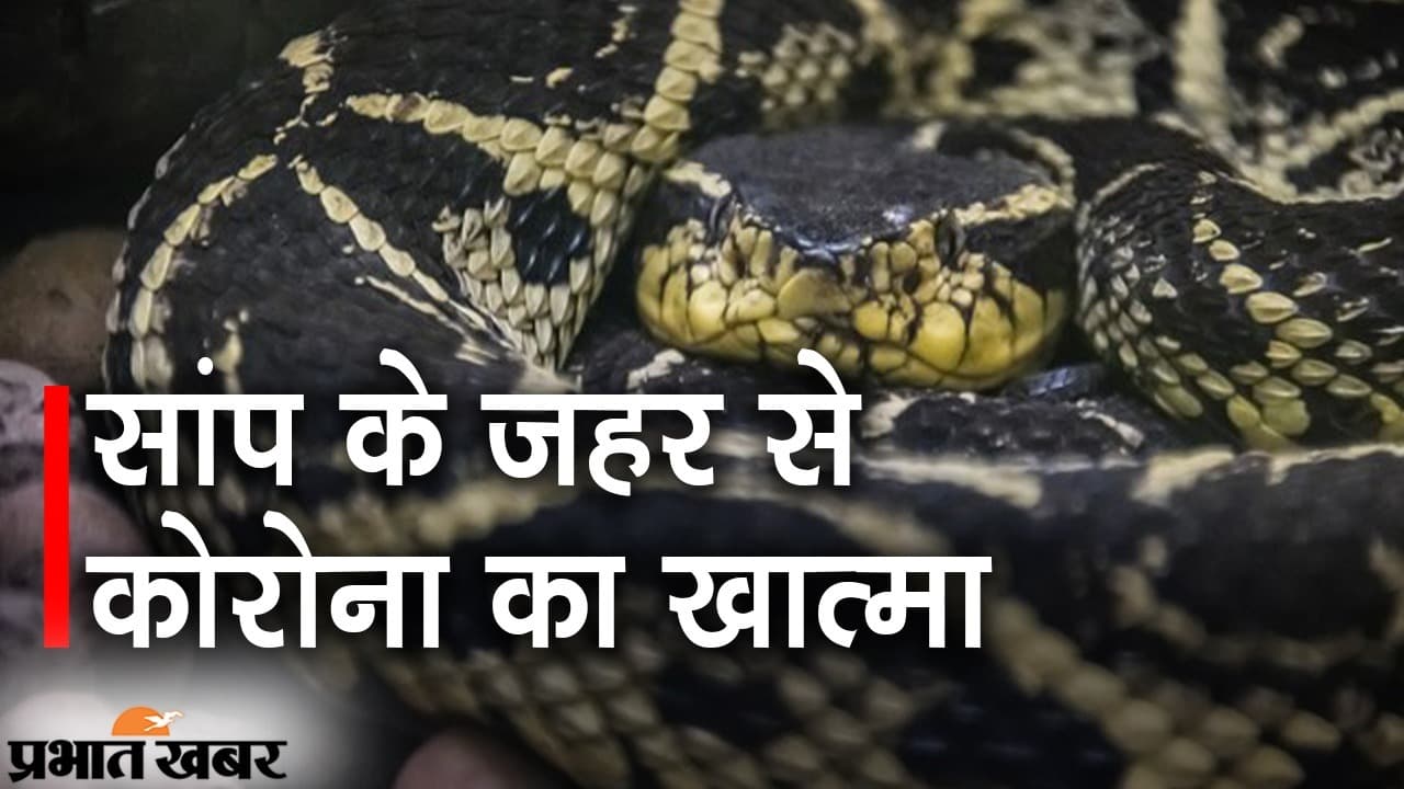 सांप से कोरोना का अंत, ब्राजील के रिसर्चर का दावा- जराकुस पिट वाइपर में कोविड-19 खत्म करने की ताकत