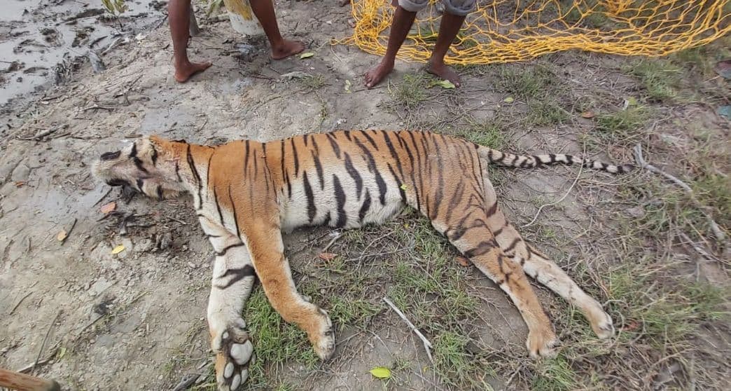 सुंदरबन की शान रॉयल बंगाल टाइगर की मौत, यास चक्रवात या अधिक उम्र के कारण गई जान?