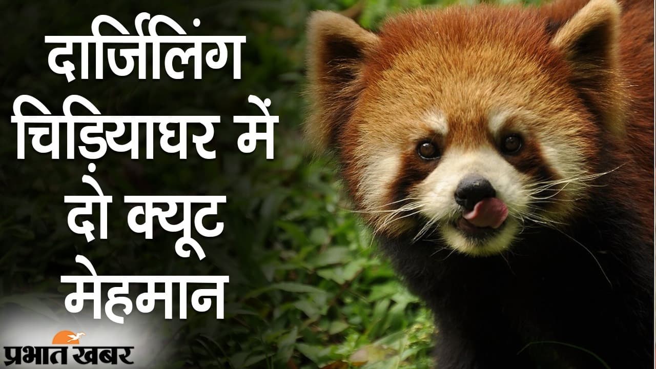 दार्जिलिंग चिड़ियाघर में दो क्यूट मेहमान, रेड पांडा के शावकों का जन्म, यहां देखिए स्पेशल VIDEO