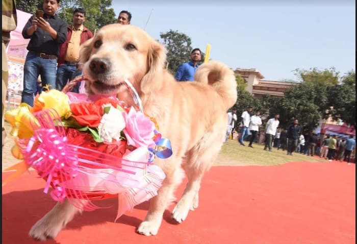 जर्मनी का ‘कैश’ व ईरान का 'महराजा स्टुअर्ट' ने जीता पटना का दिल, वेटनरी कॉलेज में हुआ डॉग एंड कैट शो