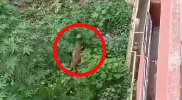 कानपुर: तेंदुए को पकड़ने में सफलता नहीं मिली, पिंजड़े में बांधे बकरे ने सर्दी से तोड़ा दम, टीम के हाथ खाली