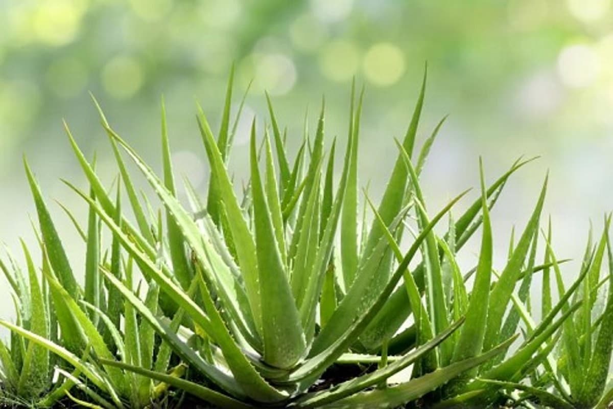 Aloe Vera Benefits: एलोवेरा के सेवन से दूर होती हैं शरीर की ये समस्याएं, जानें खाने का सही तरीका