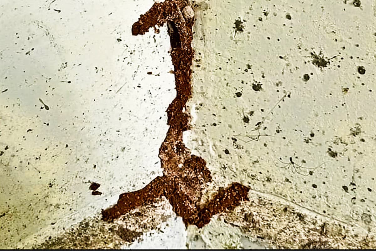 राउरकेला: दीवार पर लगे दीमक, शौचालय व कीचन हुए जर्जर, पेड़ के नीचे पढ़ रहे नौनिहाल