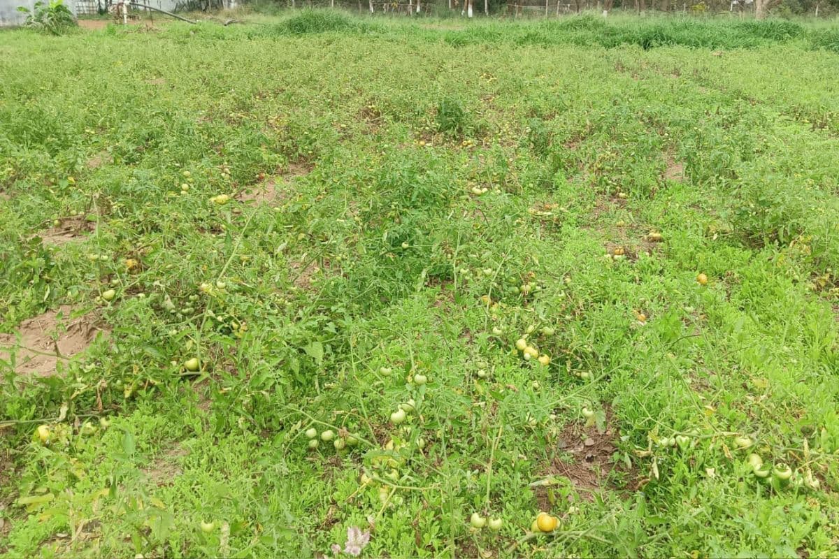 झारखंड: हाथियों के झुंड ने चाकुलिया गौशाला की फसलों को रौंदा, लाखों का नुकसान