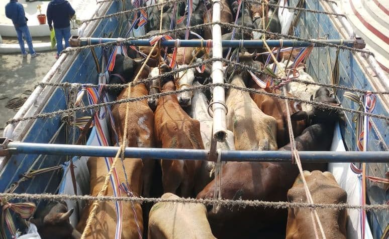 Cattle smuggling in Bihar