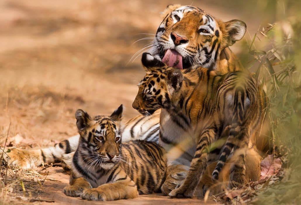 Pilibhit Tiger Reserve: पीलीभीत टाइगर रिजर्व में बना टाइम टेबल, दो शिफ्ट में घूमने की इजाजत