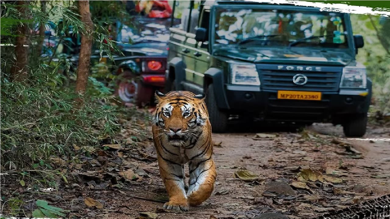 जंगल में मोरनी की तरह नाचती है Force की यह क्रूजर एसयूवी, चीता भी नहीं कर पाता बाल-बांका