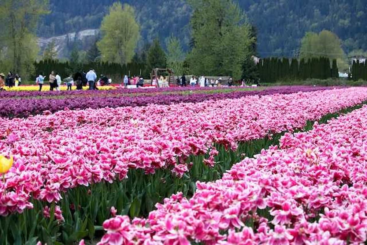 Garden Tourism Festival 2024: राजधानी दिल्ली में आज से शुरू हो गया गार्डन टूरिज्म फेस्टिवल, जानें टिकट और टाइमिंग