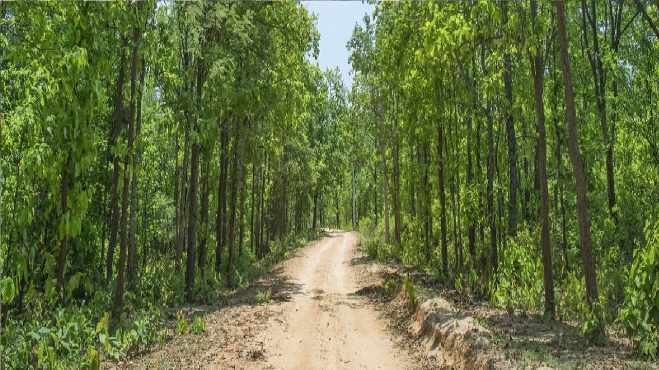 Road Trip: हजारीबाग के चुरचू में फैमिली के साथ नैचुरल नजारों का लें मजा, दिल हो जाएगा गार्डन-गार्डन
