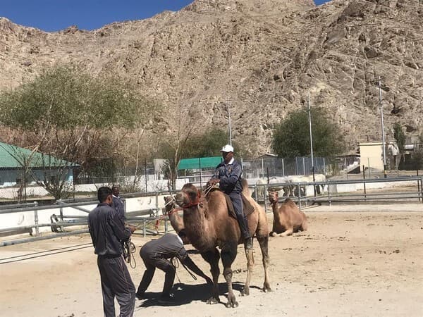 India-China Tension: LAC पर चीन का सामना करने में भारतीय सेना की मदद करेगा डबल हंप कैमेल, जानिये इनकी खासियत