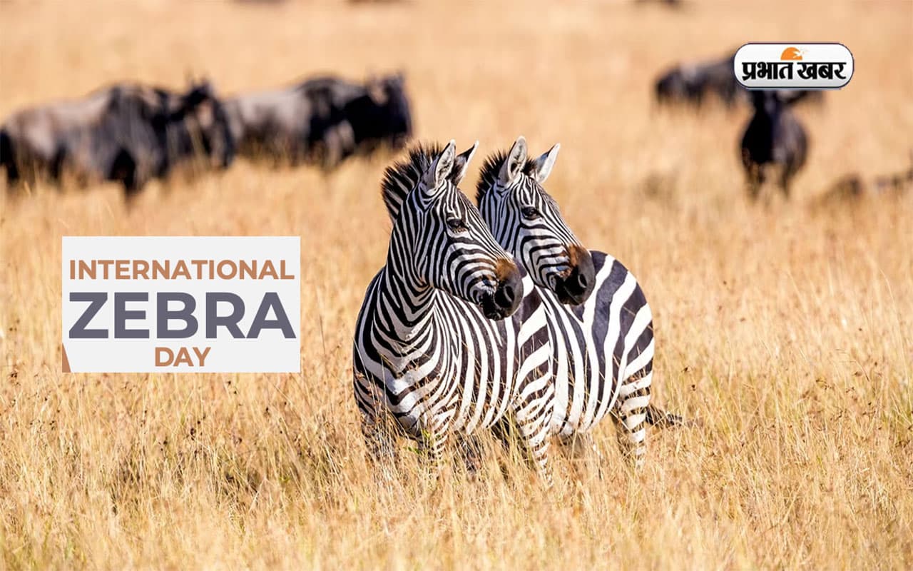 International Zebra Day 2024: अंतर्राष्ट्रीय जेबरा दिवस आज, जानें क्यों ये दिन है खास