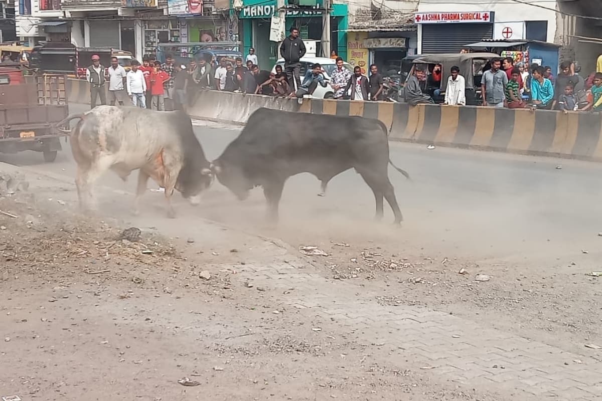 जमशेदपुर में बीच सड़क पर भिड़े दो बैल, डेढ़ घंटे तक चली बुल फाइटिंग, कई लोग घायल