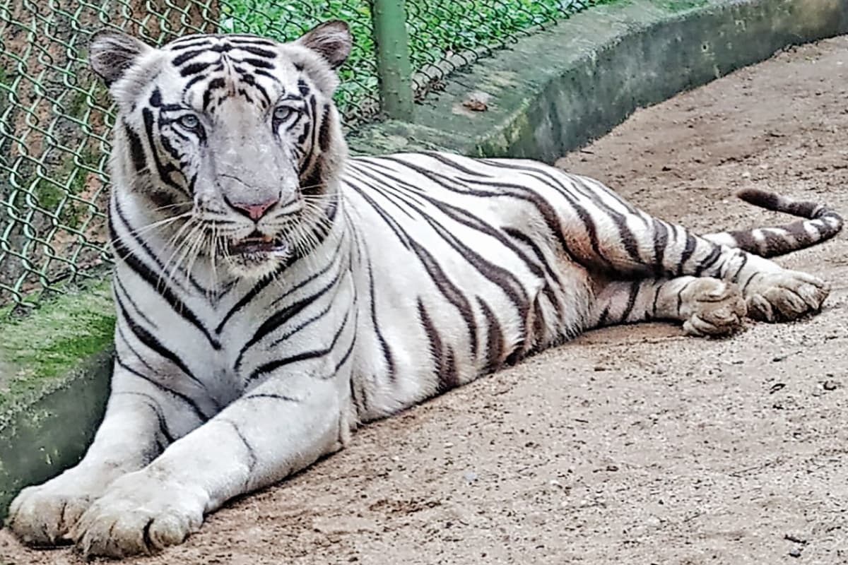 झारखंड का अनोखा उद्यान है बिरसा मुंडा पार्क, ठंड के मौसम में यहां खिली धूप का आनंद ले रहे मगरमच्छ-बाघ
